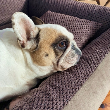 Затишне текстильне лежак для собак TEO, 100x80 см, розмір 4L