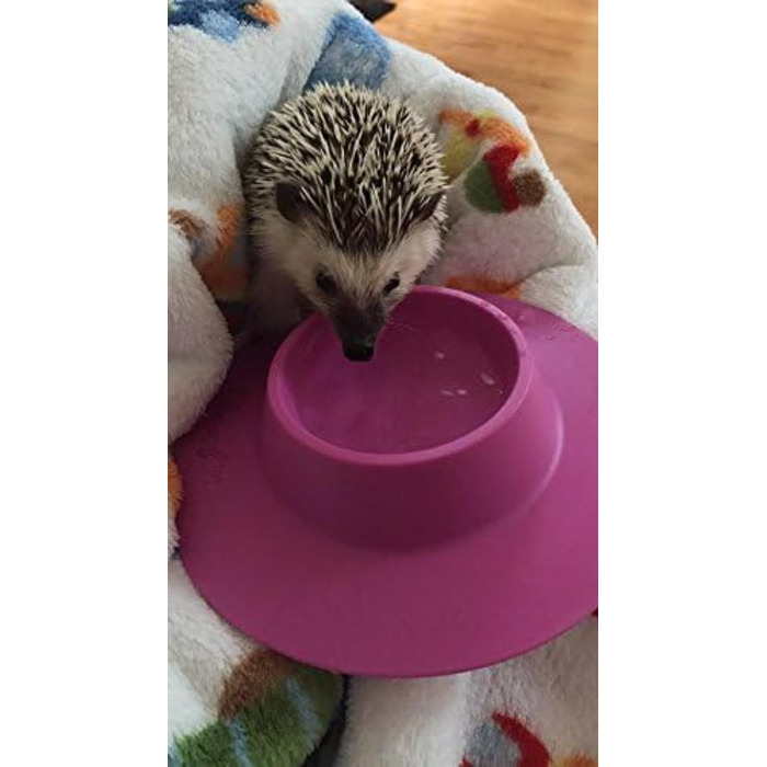 STAYbowl: ергономічна годівниця для морських свинок та інших дрібних тварин, 1/4 чашки, фіолетова