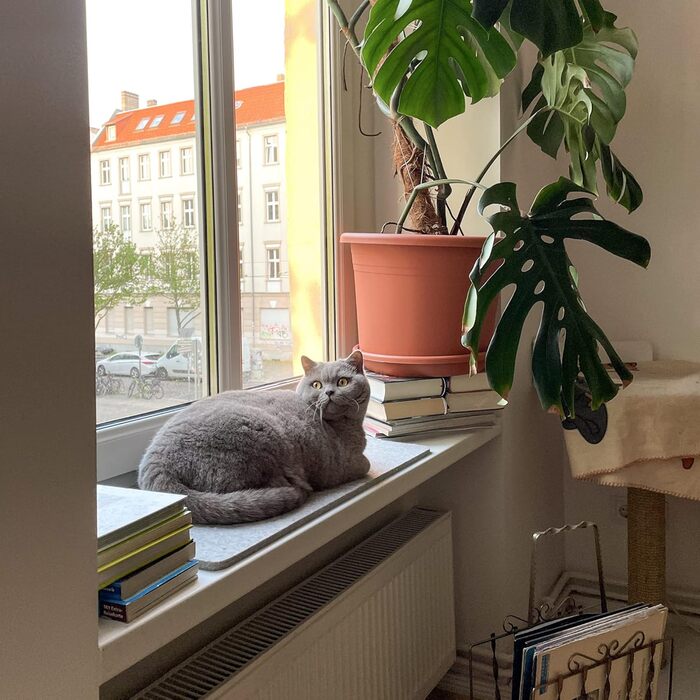 Підстилка для котів на підвіконня LucyBalu з вовняного фетру, лежак для котів, антрацит