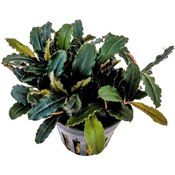 Акваріумна рослина Hygrophila corymbosa 'Compact', 3 шт. — водна рослина для акваріума, стеблова, повністю вкорінена, легка у догляді, для акваскейпінгу, декор, Bucephalandra sp. 'Blue Green'