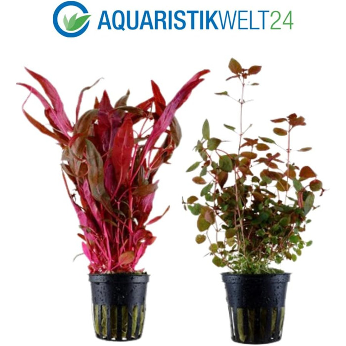 Набір з 5 акваріумних рослин для фону AquaOne: Murdannia, Ludwigia, Cyperus, Alternanthera, Ceratopteris