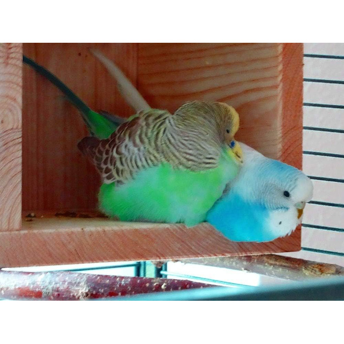 Дерев'яний будиночок Vogelgaleria® для птахів – спальне та захисне житло для клітки або вольєра, аксесуар для хвилястих папуг, агапорнісів, корел, дерев'яний будиночок для птахів