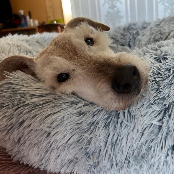 М'яке ліжко для собак знімний чохол 80 см - Ручна робота, пухнасте ліжко для собак, подушка для собак пухнаста - ліжко для котів, машинне прання - кругле ліжко для котів Бежеве 80 см Бежевий