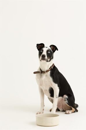 Миска для собак Mason Cash, кремовий колір, 20 см