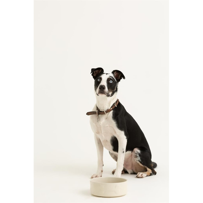 Миска для собак Mason Cash, кремовий колір, 20 см