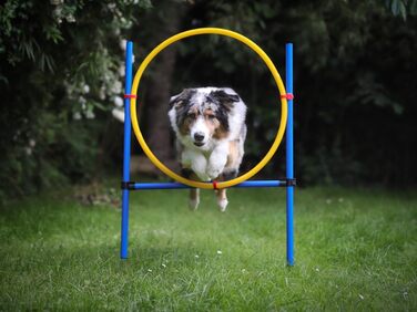 Набір для аджиліті NATIV LEMODO для собак | Тренування собак з бар'єрами та стрибковим кільцем | Легкий у транспортуванні аксесуар для тренувань | Початковий набір у собачий спорт без тунелю
