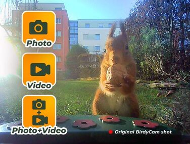 Пташина годівниця з камерою EASYPIX BirdyCam, сонячна енергія, автоматичне HD-відео та фото, кормушка для саду
