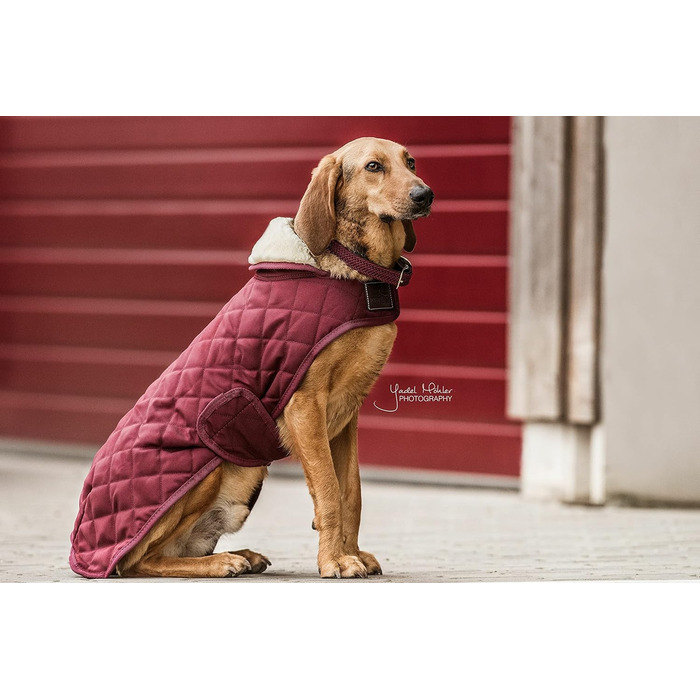 Kentucky Dogwear: Плетений нашийник для собак з нейлону Бордовий, розмір S, 42 см