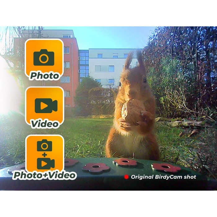 Пташина годівниця з камерою EASYPIX BirdyCam, сонячна енергія, автоматичне HD-відео та фото, кормушка для саду