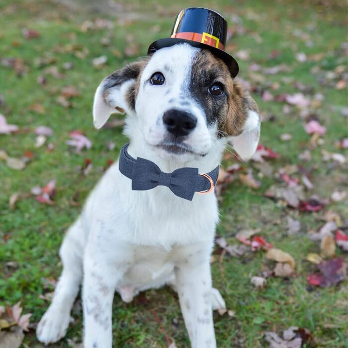 Нашийник для собак Aring Pet на Різдво, бавовняний нашийник з бантом, милий нашийник для собак, подарунок з металевою пряжкою, для великих собак (XS, темно-синій)