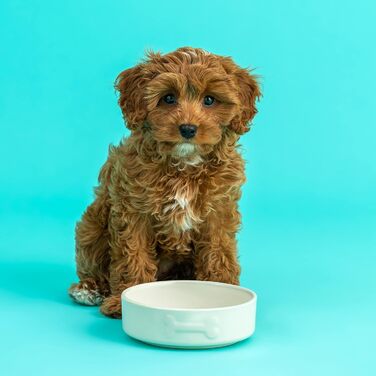 Миска для собак Mason Cash Colour Mix Creme, 15 см, кремового кольору