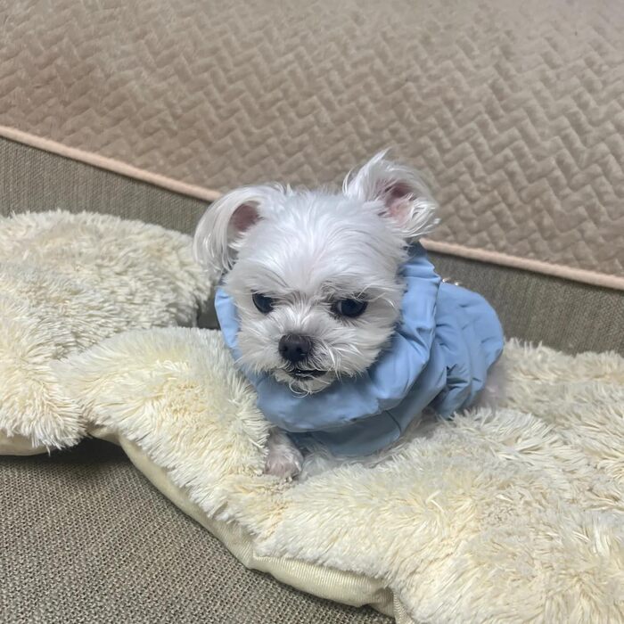 Зимовий теплий водонепроникний та вітронепроникний теплий зимовий одяг для собак з флісу (D-Ring), для малих, середніх та великих собак (Світло-блакитний, XXL)