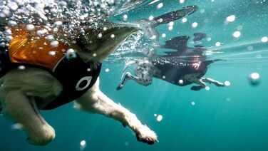 Собача рятувальна жилетка Float Doggy, ергономічна, патентований дизайн, середній розмір, рожева