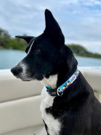 Shaka's Salty Paws нашийник для собак Sunset Palms, регульований, для великих порід, 45,7-66 см, 22,7-40,8 кг