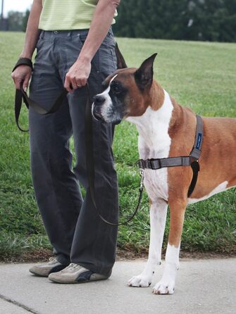 Шлея для собак PetSafe Deluxe Easy Walk, преміум