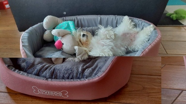 Вольєр для собак Lovedog, багатоколірний, 60 см x 50 см