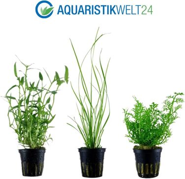 Набір з 5 акваріумних рослин для фону AquaOne: Murdannia, Ludwigia, Cyperus, Alternanthera, Ceratopteris