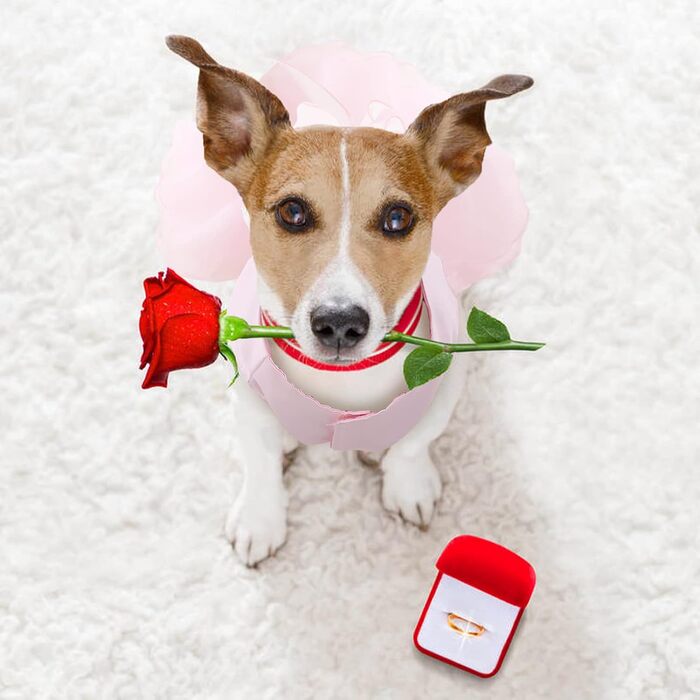 Сукня для собак на весілля: розкішний собачий балетний костюм принцеси, літня сукня для цуценят, сукня для собак на весілля з бантиком, для маленьких дівчаток (XS, Рожевий)