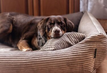 Клітка-лежанка для собак та котів 60x40 см, коричнева, м'яка, зручна, миється, для маленьких собак та кошенят