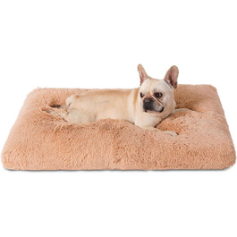 колір: масивні верблюди