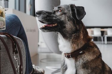 Нашийник для собак HUNTER Grenada з натуральної шкіри, темно-коричневий, ручної роботи, Німеччина, для тренувань та повсякденного використання, міцний, комфортний, розмір XS-S, обхват 28-32 см