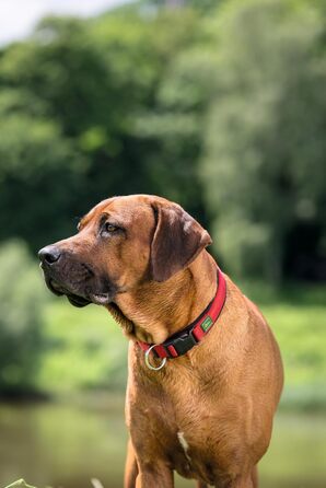 Нашийник для собак HUNTER Neopren Vario Plus, червоно-чорний, розмір L/2.5, міцний нейлон, м'яка неопренова підкладка, регульований, з поглиначем ривка, зручний, легкий у догляді