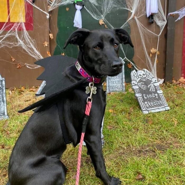 Костюм кажана для тварин: набір для кота та собаки, аксесуар для Хелловіну, косплей, вечірка, декор, чорний