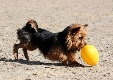 Іграшка для собак Jolly Pets Egg, 20 см, жовта, L/XL