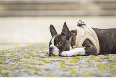 М'який шлейка для собак CHIARA MIA, XL, бежевий: водонепроникний, з регулюванням та світловідбиваючими смугами