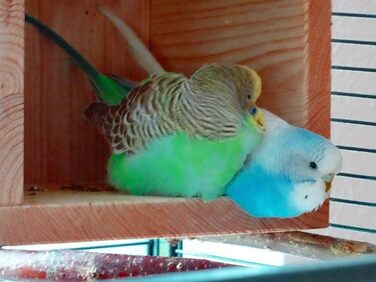 Дерев'яний будиночок Vogelgaleria® для птахів – спальне та захисне житло для клітки або вольєра, аксесуар для хвилястих папуг, агапорнісів, корел, дерев'яний будиночок для птахів