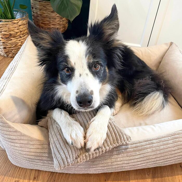 М'яке лежанка для собак великих порід 120x100 см від 4L Textil - Бежева, з м'якого корду