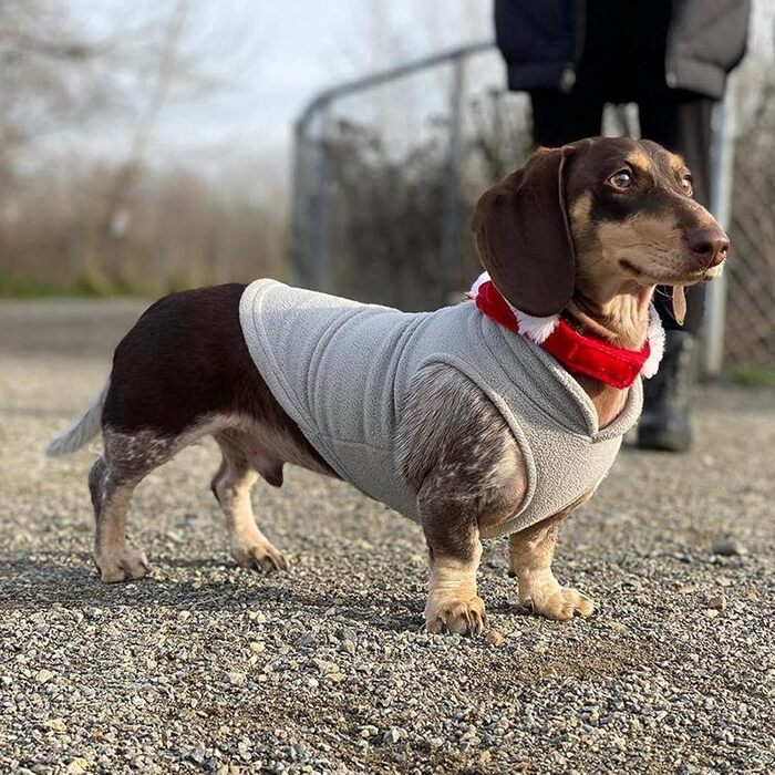 Теплий зимовий жилет для собак PETCUTE з отвором для повідка, сірий, для малих, середніх та великих собак