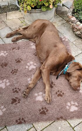 Підстилка для собак Drybed, розмір 100x80 см, коричнева, антиковзаюча, для відпочинку та сну