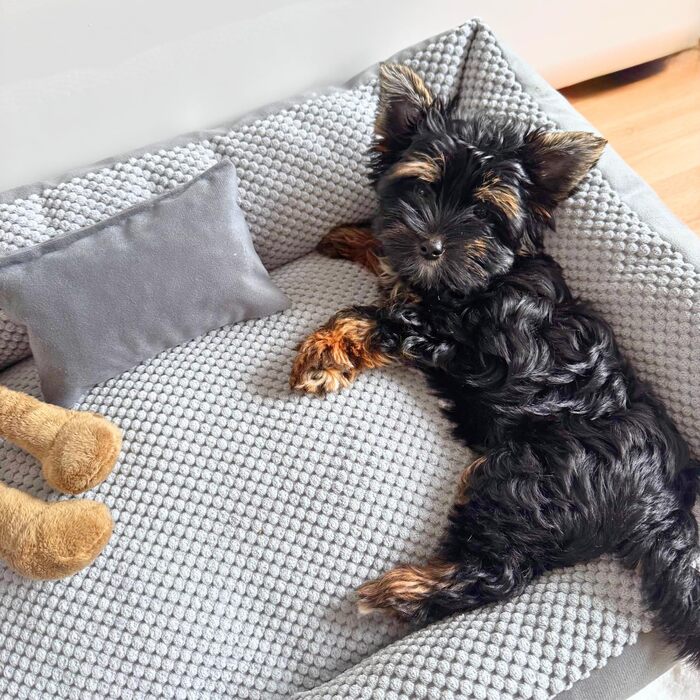 Квіткове ліжко для котів та собак 4L Textil Teo: м'яке, зручне, миється, 60x40 см, сірий колір