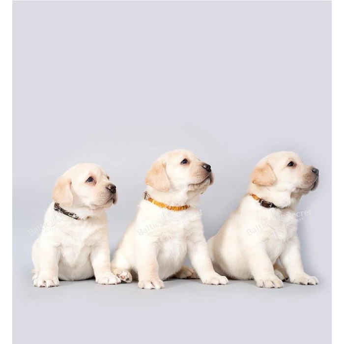 Янтарний намисто для собак | Намисто з бурштину для собак та котів | Намисто для собак з натурального бурштину (28 см)