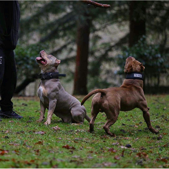 Нашийник Bestia Dog Sport з ручкою для собак, міцний