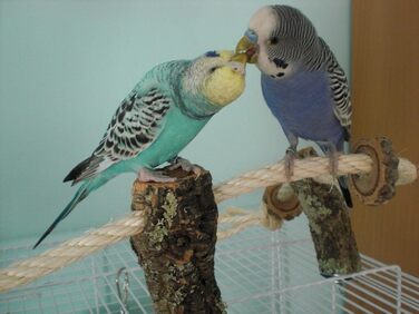 Канат для птахів із корка Vogelgaleria, іграшка для хвилястих папуг і корел, аксесуар для клітки