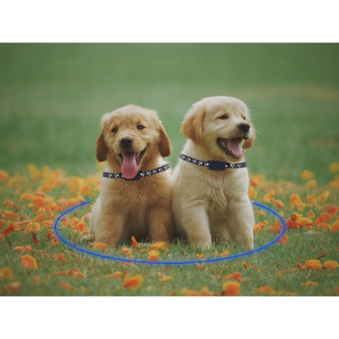 GPS-трекер для собак та котів: міні-нашийник для тварин без абонплати з додатком