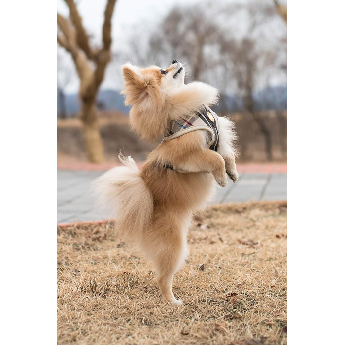 Шлея Puppia Junior для малих собак, легка і м’яка, анти-нагрив, розмір M, рожевий