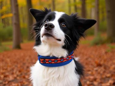 Нашийник для собак BUDDYPACK, широка та м'яка модель з неопреновим наповнювачем, розмір XXS-XL (кольоровий на синьому, XS/S (35-40 см))