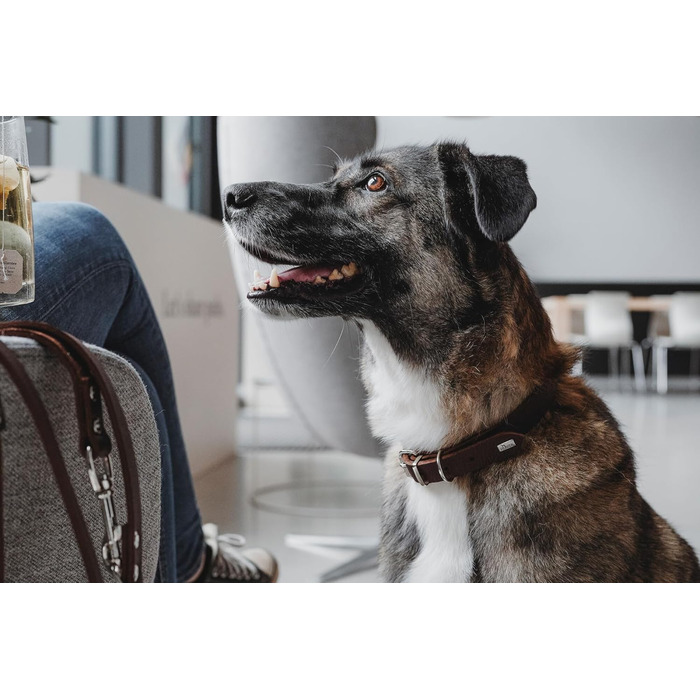 Нашийник для собак HUNTER Grenada з натуральної шкіри, темно-коричневий, ручної роботи, Німеччина, для тренувань та повсякденного використання, міцний, комфортний, розмір XS-S, обхват 28-32 см