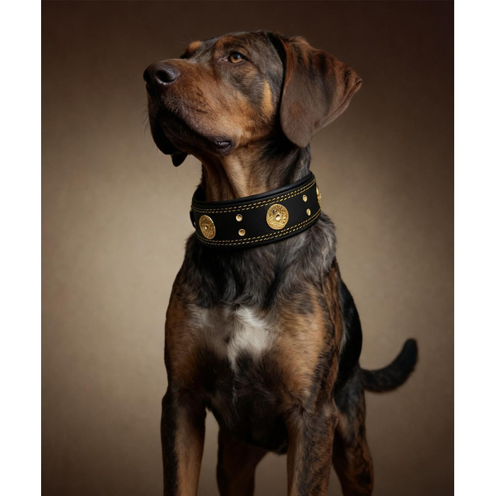 Шкіряний нашийник для собак, 5 см, ручної роботи, преміум-якість, для великих та середніх порід, золото-чорний, розмір M (46.5-57.5 см)