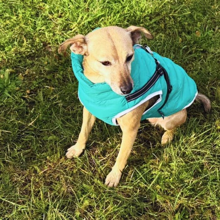 Водонепроникна тепла куртка для собак 2-в-1 з інтегрованою шлейкою – Зимова куртка для собак з відбиваючими елементами, вітронепроникна, для осені та зими (XXL, блакитний)