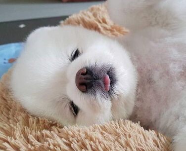 Розкішне собаче ліжко з м'якого хутра, машинне прання, самонагріваюче, з м'яким подуванням для середніх та великих собак та котів (XXXL: 120 см, світло-коричневе)