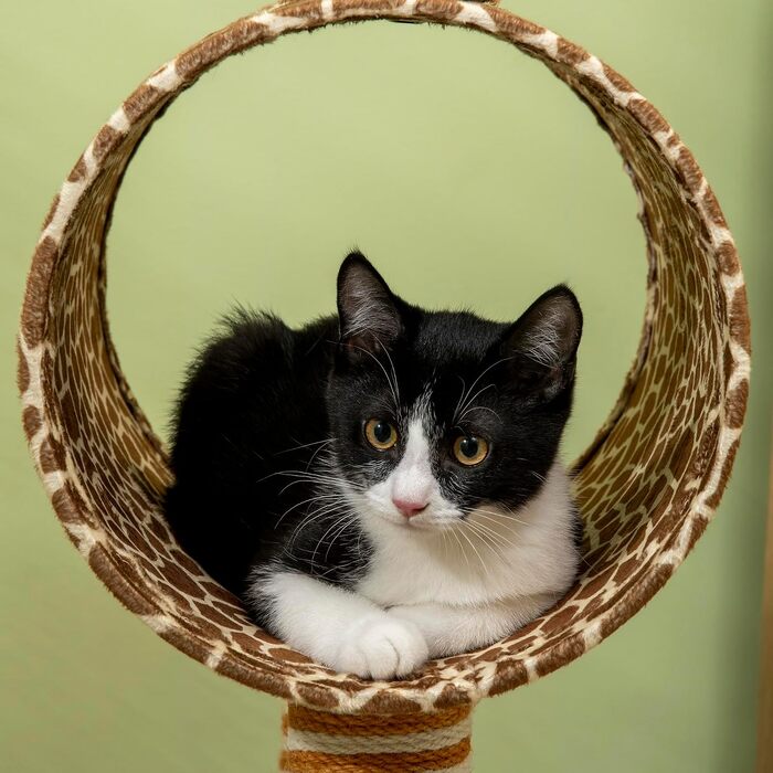 Дряпачка для котів PawHut у формі жирафа, 101 см, з будиночком-сховищем, бежева