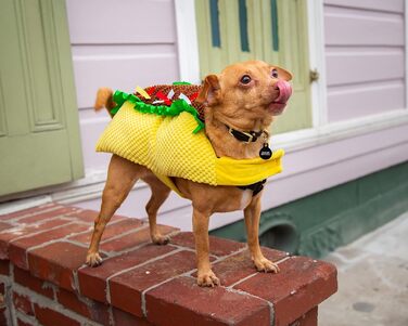 Костюм для собак та котів Pet Krewe Taco Medium - Веселий набір для фотосесій та свят