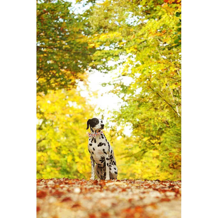 Елегантний ошийник для собак Herbst-Hundehalsband з бантиком, унісекс, регульований, м'який, для великих собак, 1 шт., листя клена