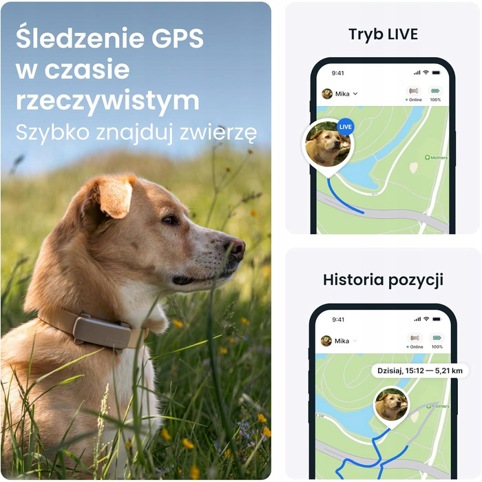 GPS-трекер для собак 2025: відстеження в реальному часі та моніторинг здоров'я
