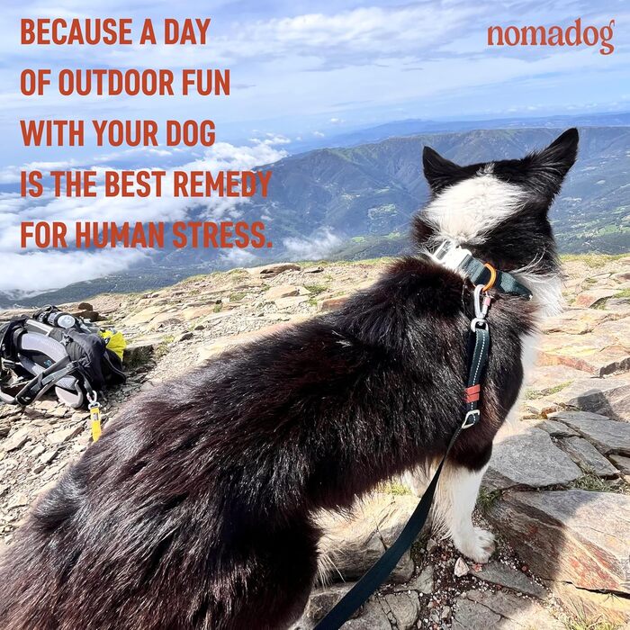 Нашийник для собак Nomadog Trailblazer з ручкою для великих собак - преміум алюмінієва застібка, міцний тактичний нашийник, регульований, з підкладкою, світловідбиваючий (L)