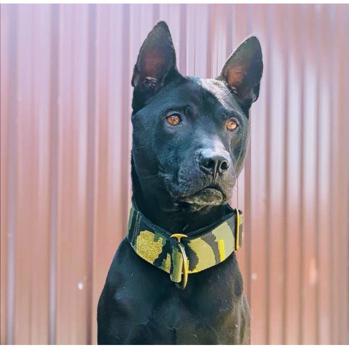 Камуфляжний нашийник для собак, широка стрічка 4 см, м'яка підкладка, військовий стиль, зручна застібка-клік, регульований, оливково-золотий-чорний (до 48 см)